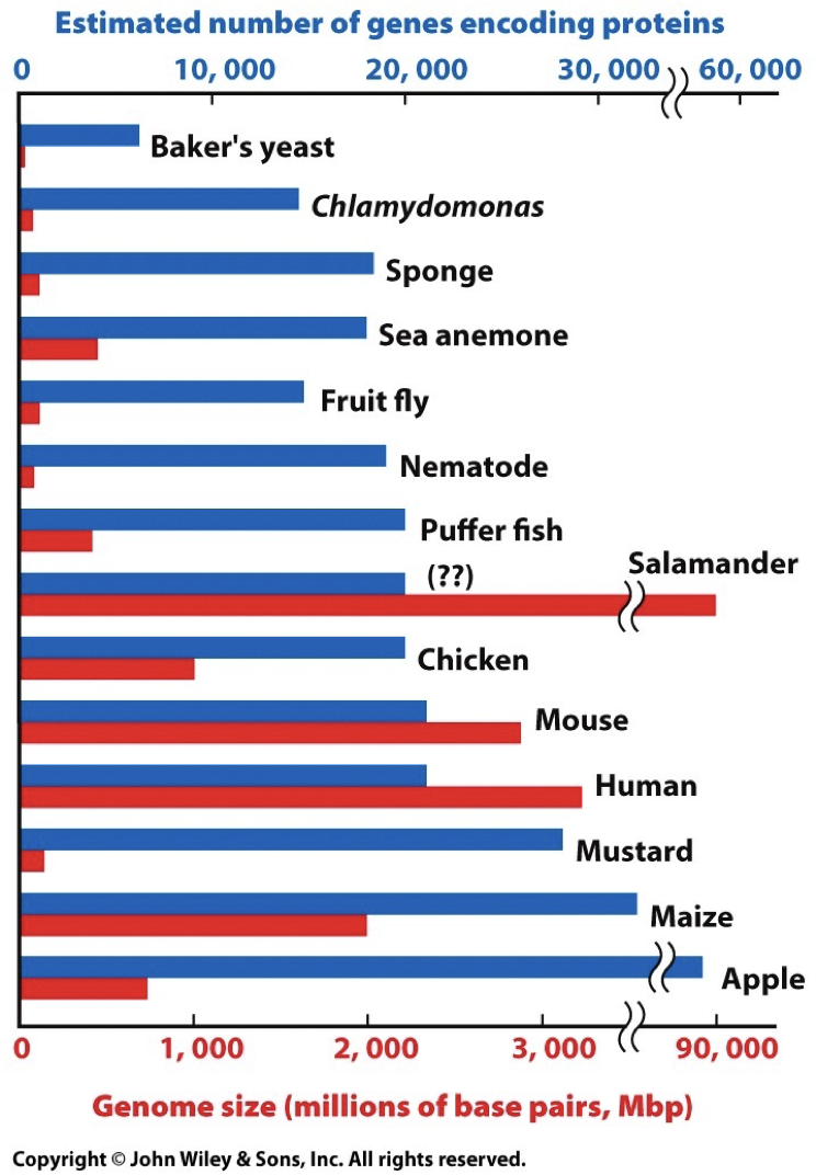 Complexity of genome (coding sequence) does not directly relate to size. Genome size can vary in closely related species. Large % of big eukaryote genomes do not encode RNA or proteins. Non-coding DNA is often repetitive. Genome wide repeats: human 44%, yeast 3.4%, Drosophila 12%.