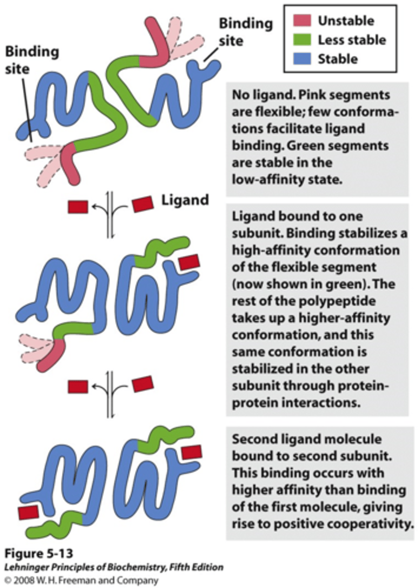 <p>NOT uniform</p><p>The more bounded, the easier it is to bind (positive cooperativity)</p>