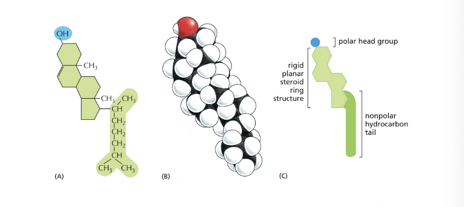 <p>rigid planar steroid ring structure</p>