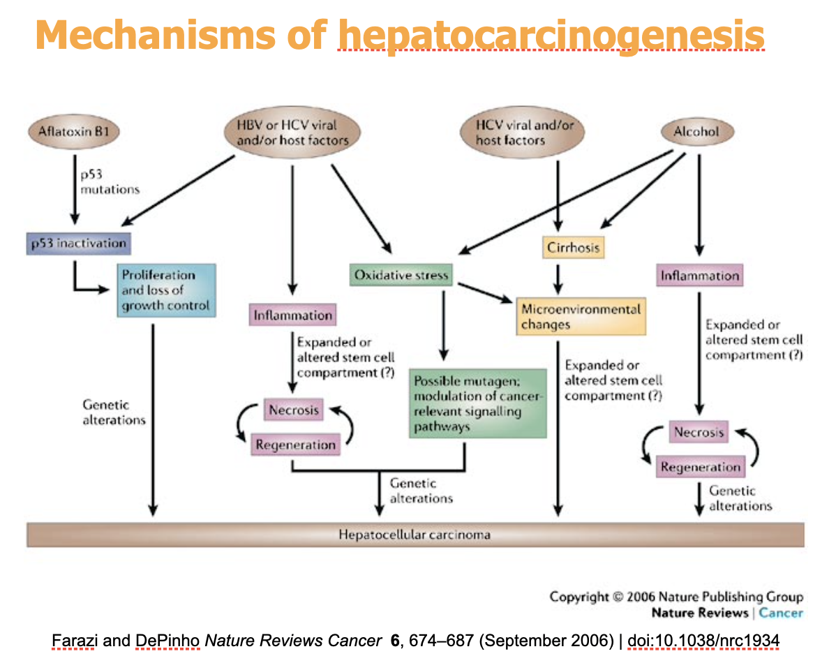 <p>1) Chronic infection or damage from HBV, HCV, Alcohol, Alfatoxin B1 (comes from fungi)</p><p>2) Liver cirrhosis and DNA damage</p><p>3) genomic instability and loss of p53 (Aflatoxin B1 big role in loss of p53)</p>
