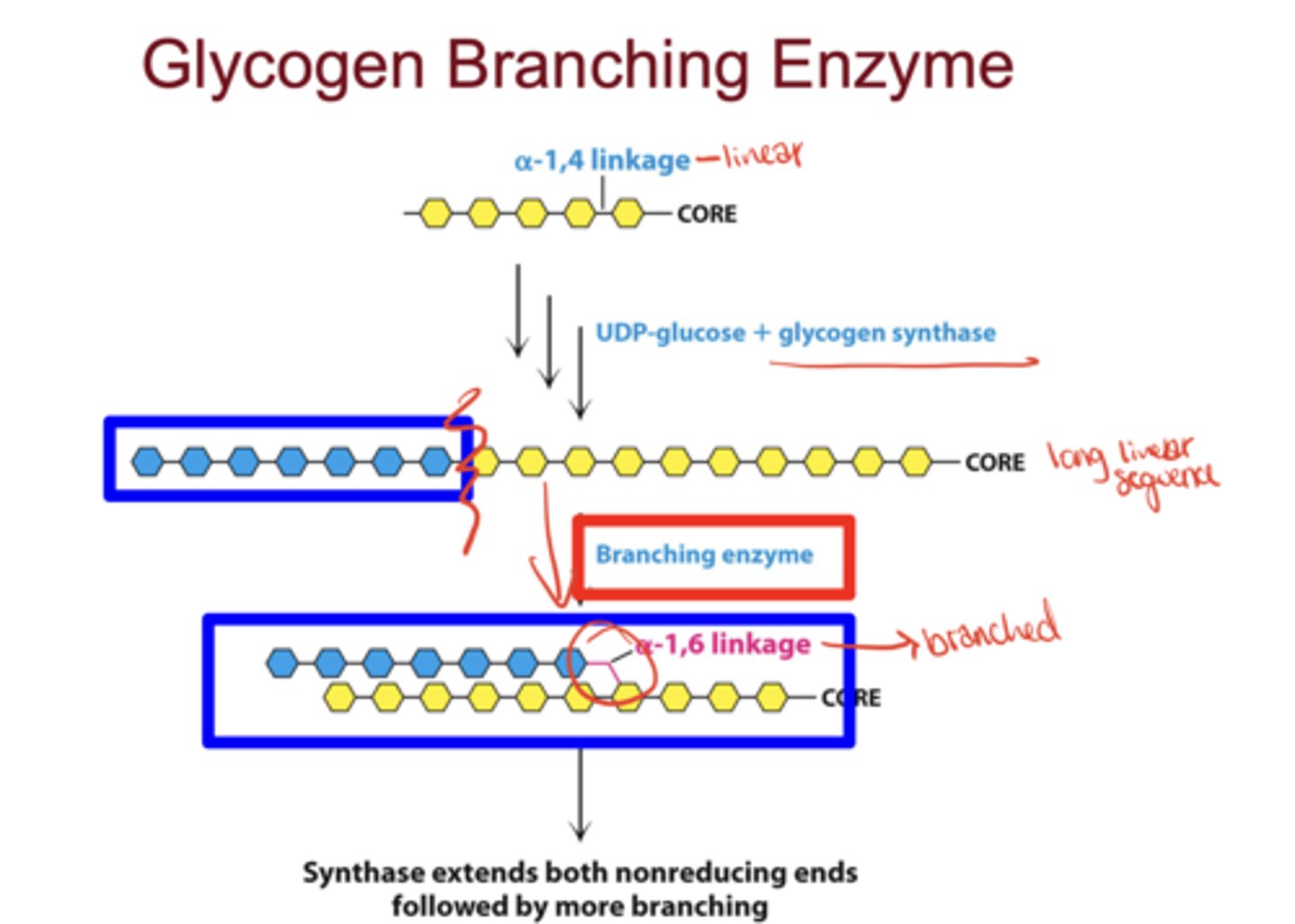 <p>Transfers glucose from UDP-glucose to the nonreducing end of glycogen via an α(1→4) linkage (linear addition)</p>