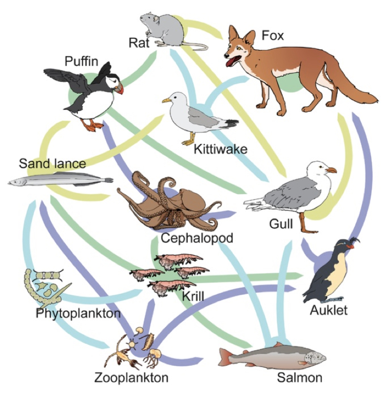 <p>Identify the following in the food web pictured below:</p><ul><li><p>Producer</p></li><li><p>Carnivore</p></li><li><p>Omnivore</p></li><li><p>Scavenger</p></li><li><p>Herbivore</p></li><li><p>Primary consumer</p></li><li><p>Secondary consumer</p></li><li><p>Tertiary consumer</p></li></ul><p>What two things are missing from this food web?</p><p></p>