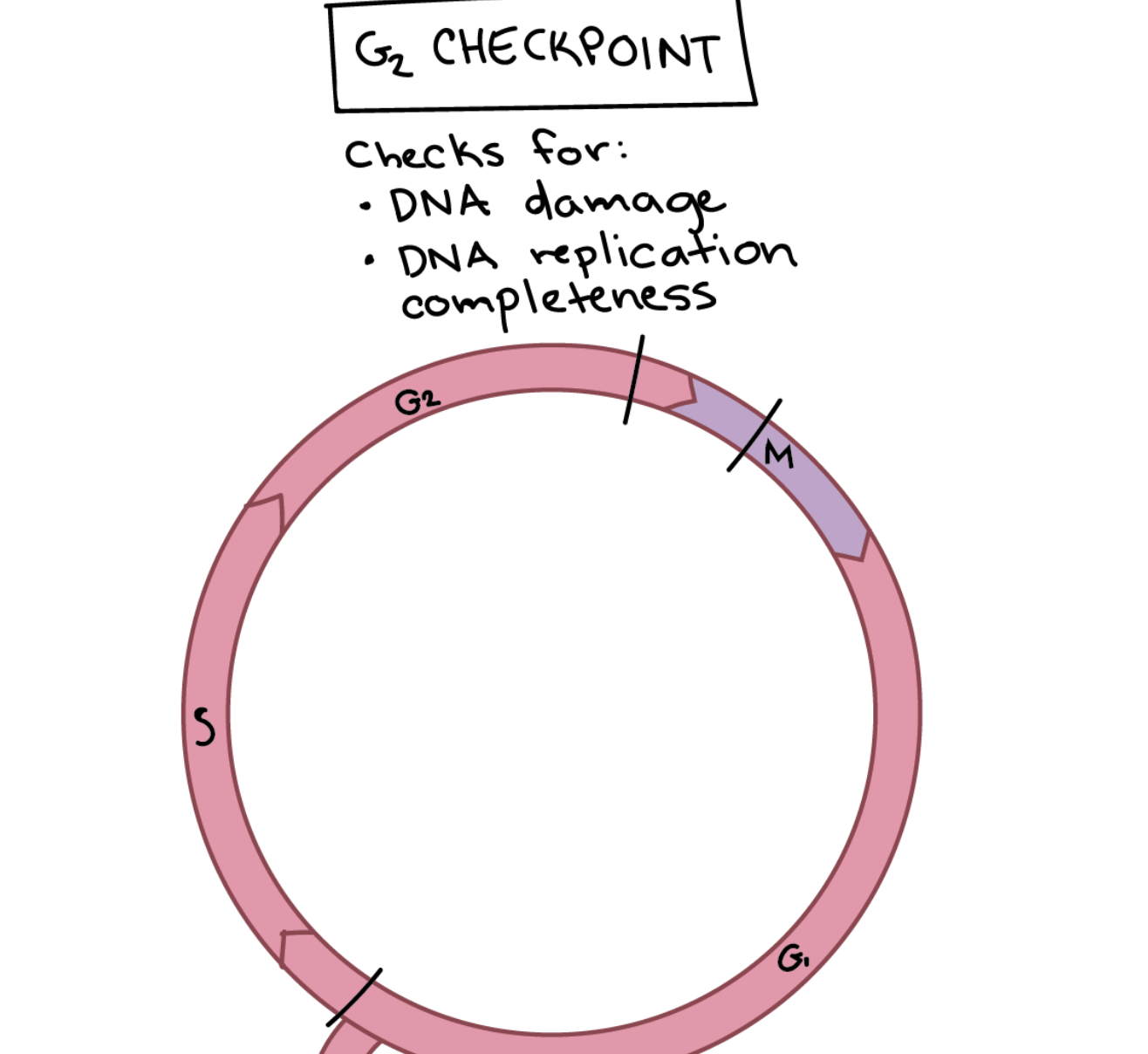 <p>Prevents cells from entering mitosis when DNA is damaged.<span><span> Either complete DNA replication or repair the damaged DNA.</span></span></p><ul><li><p><strong>DNA integrity.</strong> Is any of the DNA damaged?</p></li><li><p><strong>DNA replication.</strong> Was the DNA completely copied during S phase?</p></li><li><p><span><span>May undergo apoptosis,</span></span></p></li></ul><p></p>