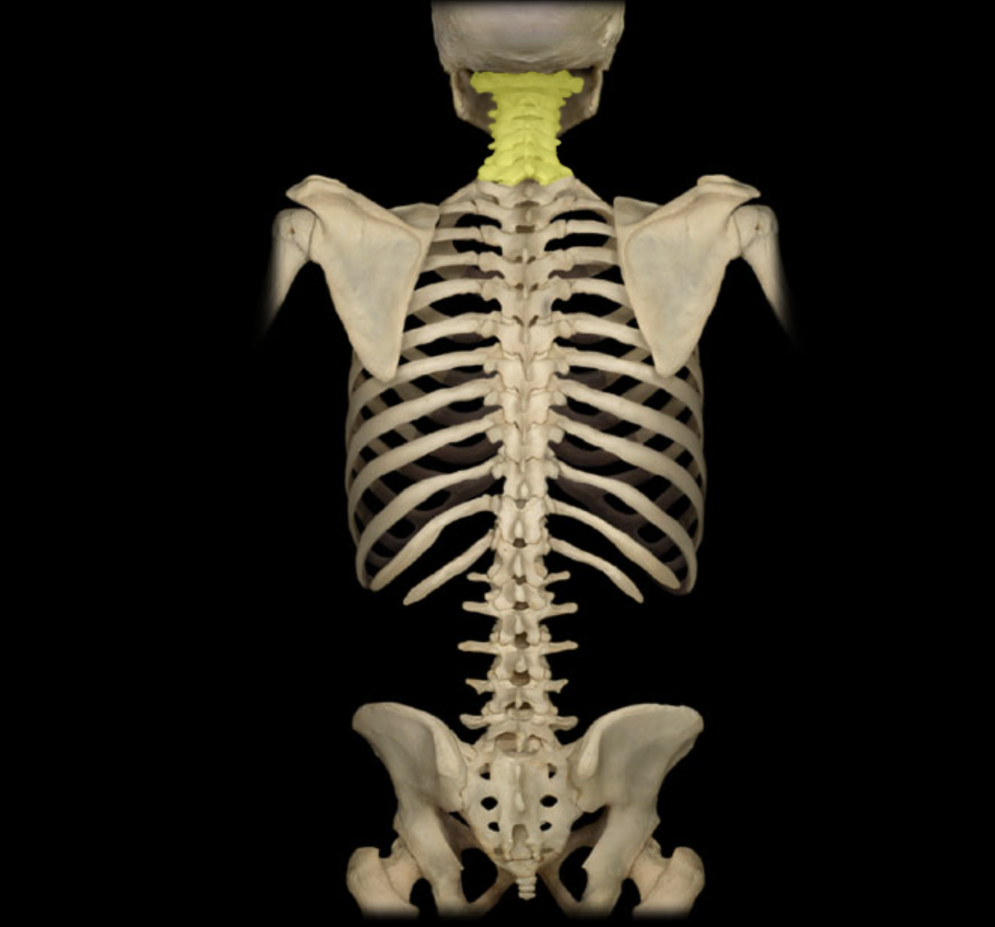 <p>Cervical vertebra</p>