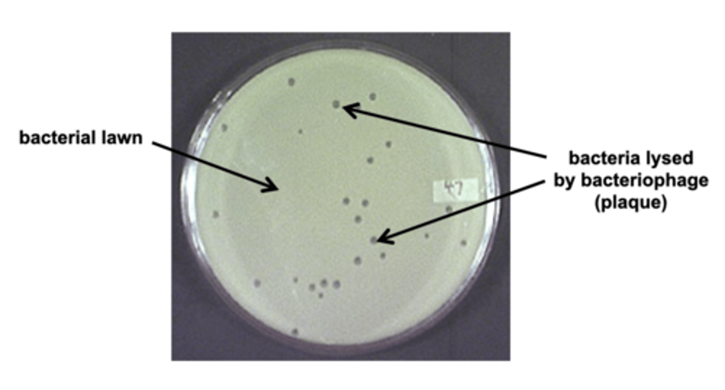<p>hole in a bacterial lawn due to cells being lysed by a phage</p>