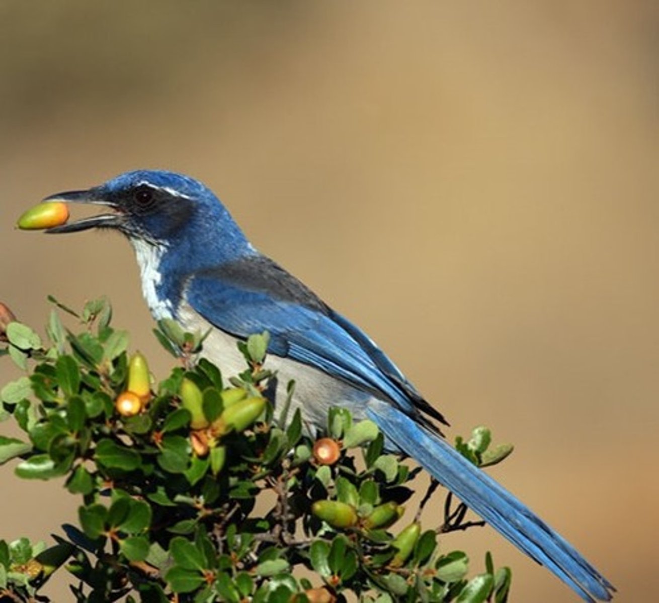 <p>Santa Cruz Island </p><p>Scrub Habitats and woodlands</p>