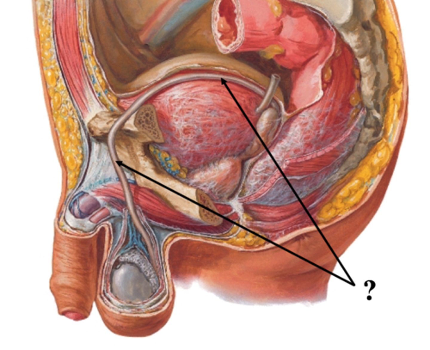 <p>Tube connecting epididymis to seminal vesicle.</p>