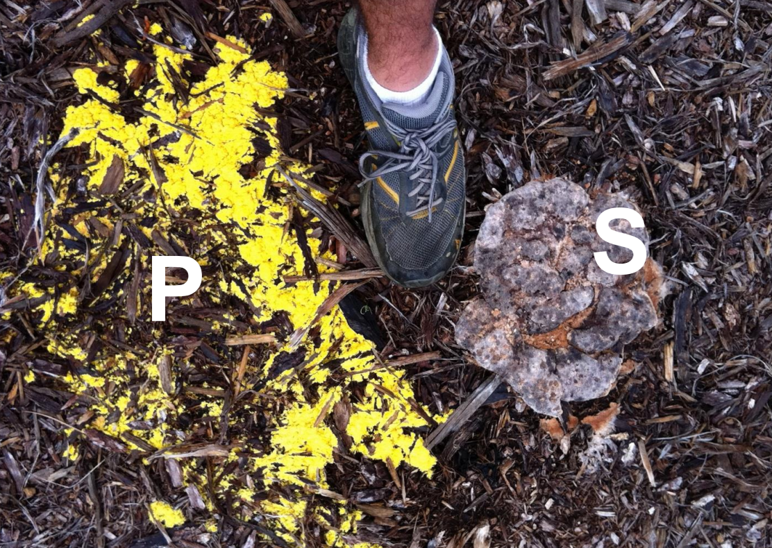 <p>dog vomit slime mold</p>