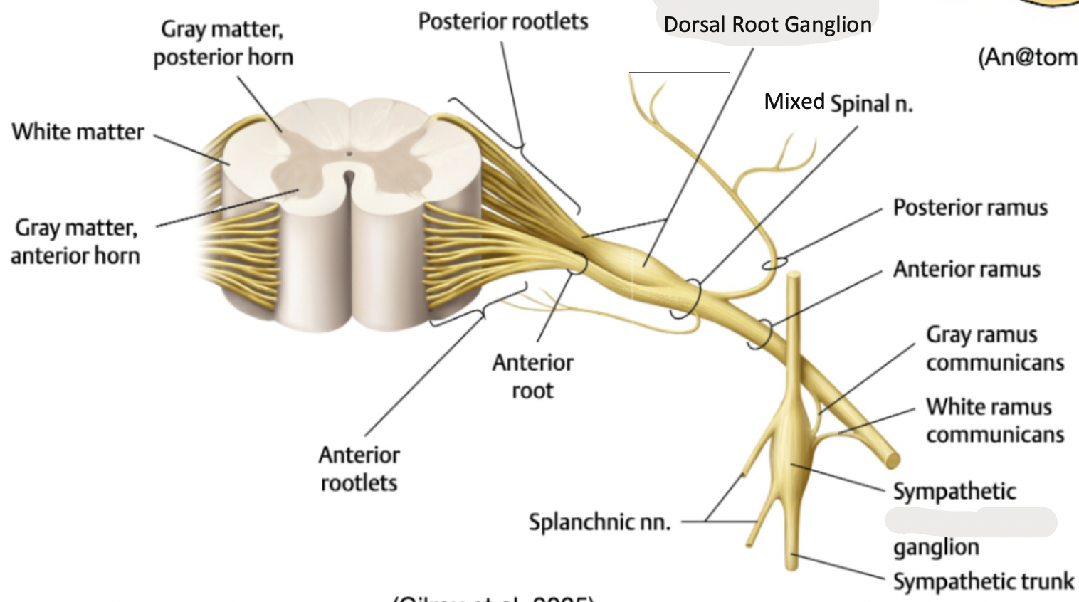 <p>Rootlets (M/S) → Roots (M/S) → Mixed Spinal Nerves (M+S) → Rami (Supplies Back/Neck, Trunk + Limbs)</p>