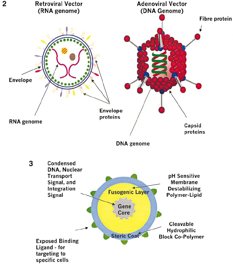 1\. 2 native AAV genes are removed → replaced with DNA that contains: 

* functional gene with instructions to produce a normal protein
* a promoter (drives production of functional protein) 
* promoter. + functional gene are flanked by signals called "inverted terminal repeats" that allow the DNA to be packaged inside the protein shell of the AAV vector

\
2\. AAV vectors are delivered into human cells → they deliver a copy of the functional gene directly into the nucleus

\
3\. once AAV DNA is inside the nucleus, the functional gene can support the production of normal protein and correct the underlying cause of the disease (malfunctioned/mutated DNA)