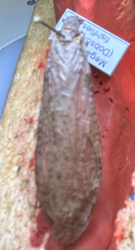 <p>What is the order of this? Defining characters</p>