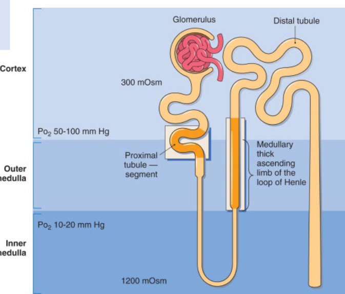 <p><span><span>S3 segment of proximal tubule cells and distal</span></span><br><span><span>medullary thick ascending limb</span></span></p><ul><li><p><span><span>Countercurrent oxygen exchange leading to a progressive fall in PO2 from cortex to medulla</span></span></p></li><li><p><span><span>High tubular energy requirements for ion pumps</span></span></p></li></ul><p></p>