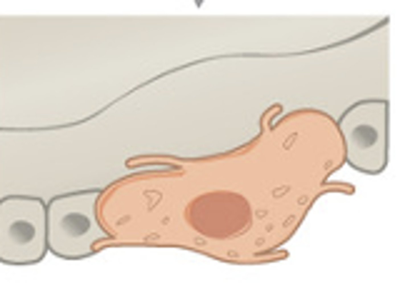<p>undifferentiated cells that differentiate into osteoblasts. found in the periosteum, endosteum, and epiphyseal growth plate of growing bones</p>