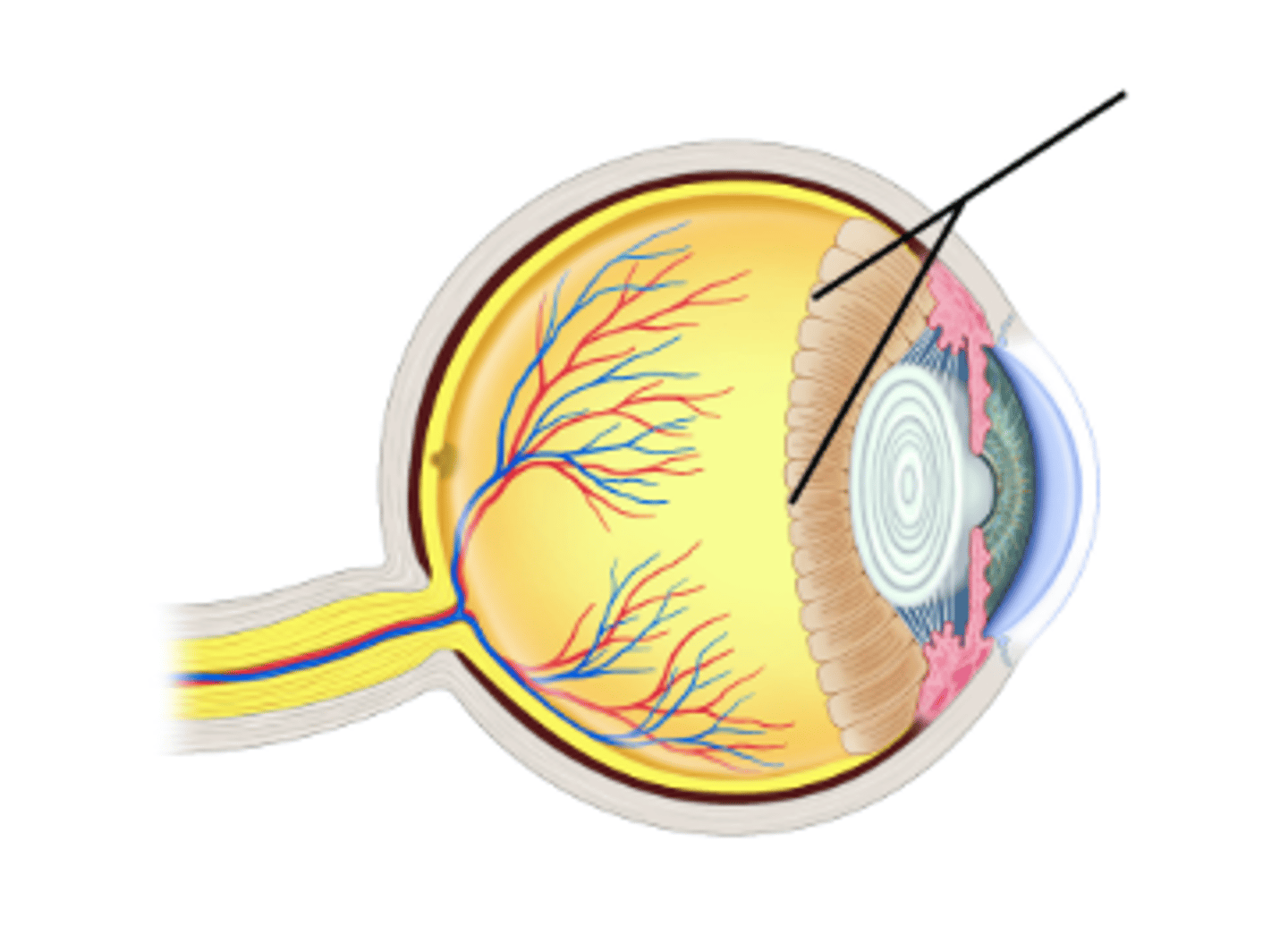 <p>Identify structure.</p>