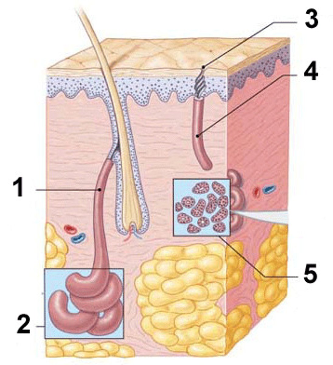 <p>-located deep in subcutaneous layer &amp; secrete into the hair follicles</p><p>-located in the genitals &amp; armpits</p><p>#2 in photo</p>