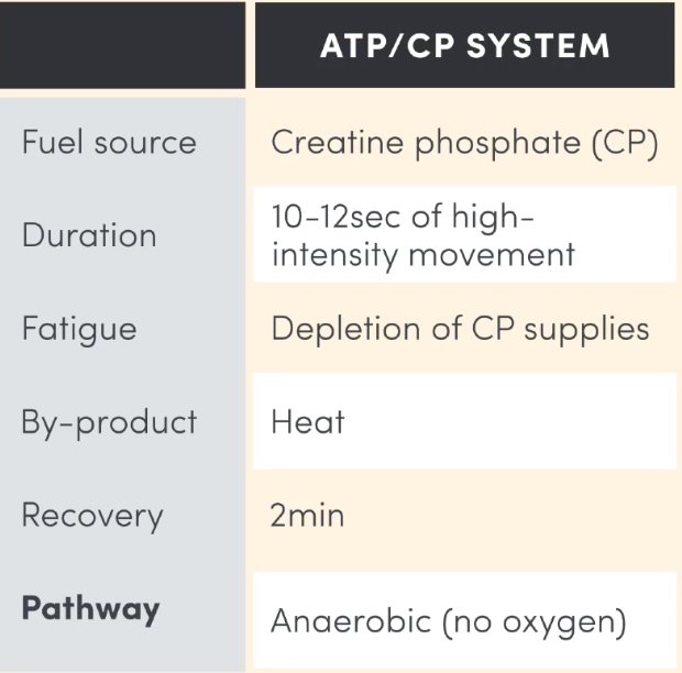 <p><strong>Fuel Source</strong>: Creatine Phosphate → stored in muscles. breaks down to form a single creatine and phosphate and that energy that was released separating it is used to resynthesise the phosphate back onto the ADP.</p><p><strong>Intensity of activity best suited to</strong>: Maximum intensity effort (&gt;95% max HR)</p><p><strong>Rate of ATP productio</strong>n: Very fast</p><p><strong>Yield</strong>: Smallest (&lt;1ATP)</p><p><strong>Duration</strong>: 0-10sec high intensity movement but energy system is only dominant for 1-5sec (2s ATP, 8s CP)</p><p><strong>By-product</strong>: Heat</p><p><strong>Type of Recovery</strong>: Passive (2min)</p><p><strong>Fatigue Factor</strong>: depletion of CP stores</p><p><strong>Pathway</strong>: anaerobic = no oxygen</p><p><strong>Example</strong>: Sprinter</p>