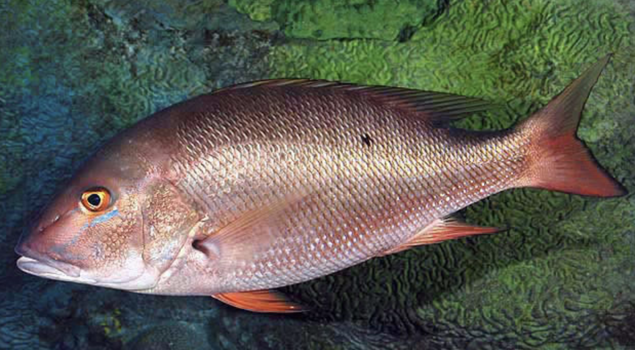 <p>snappers</p><p></p><p></p><p>Key traits:</p><ul><li><p>113 spp, 14 in Hawaii</p></li><li><p>reefs</p></li><li><p>bass-like body with straight forehead profile dorsal continuous or notched</p></li><li><p>3 anal spines, canine teeth, maxilla slips beneath preorbital</p></li></ul><p></p>