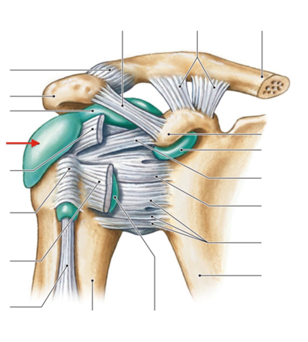 <p>Forms a cushion between the deltoid muscle and the greater trochanter when the arm is abducted</p>