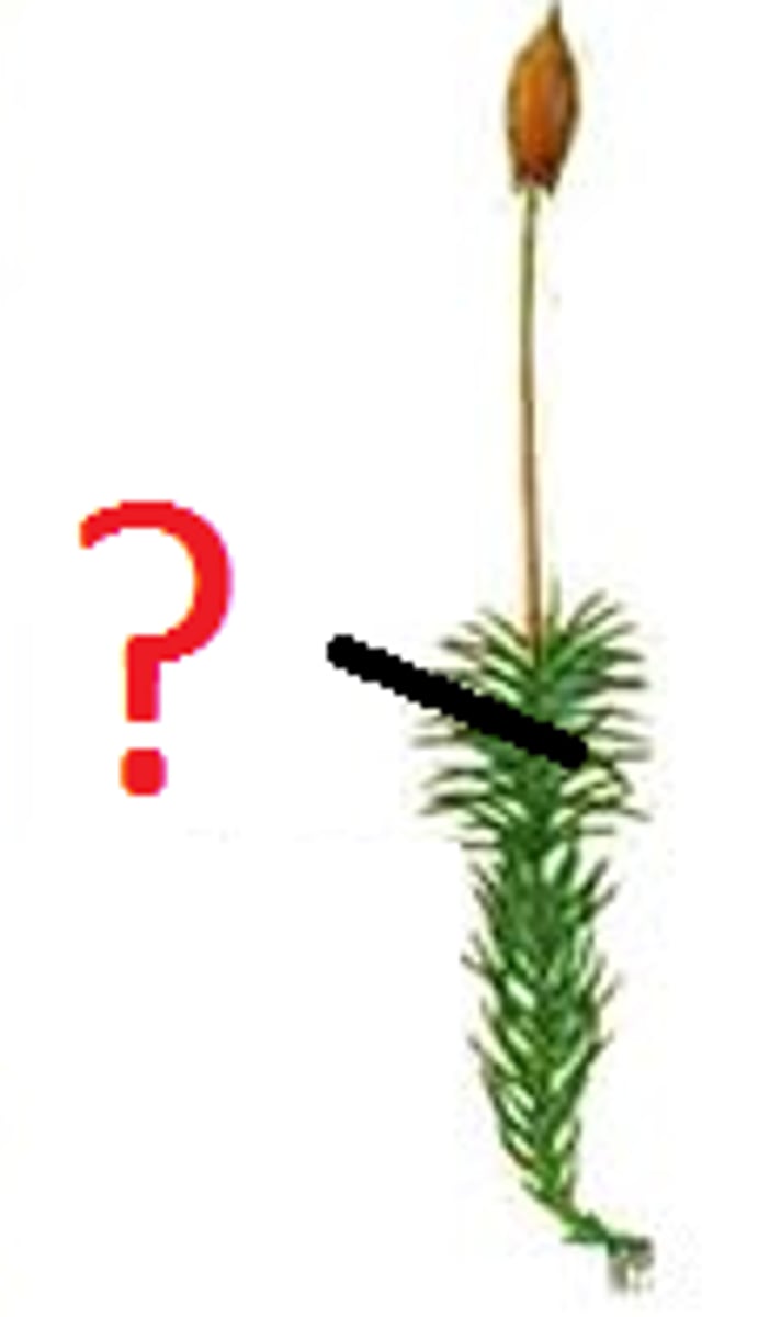 <p>Haploid generation of plants; produces gametes by mitosis</p>