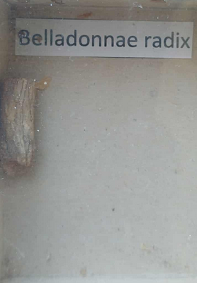 <p><span style="font-size: calc(var(--total-scale-factor) *12.00px);">Belladonnae radix</span><br><span style="font-size: calc(var(--total-scale-factor) *12.00px);">Nadragulya gyökér</span><br><span style="font-size: calc(var(--total-scale-factor) *12.00px);">Atropa belladonna</span><br><span style="font-size: calc(var(--total-scale-factor) *12.00px);">Solanaceae</span></p>