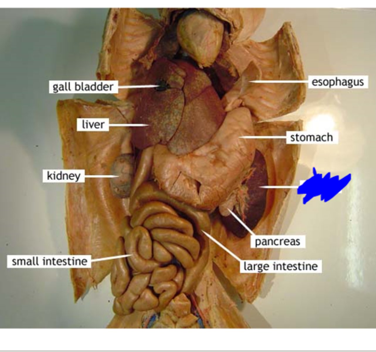 knowt flashcard image