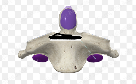<p>What are the purple sections called?</p>