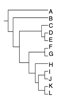 <p>A biologist is studying phylogenetic relationships among <u>these species, C-L</u> (C through L). In order to best determine which traits are ancestral vs. derived she should use <em>which of these</em> as the outgroup?</p><p></p><p>A. B</p><p>B. C</p><p>C. L</p><p>D. any species within her study group C-L</p>