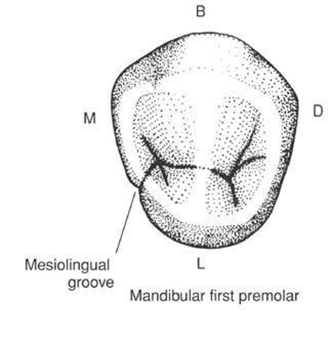 <p>can be seen separating marginal ridge from lingual cusp.</p>