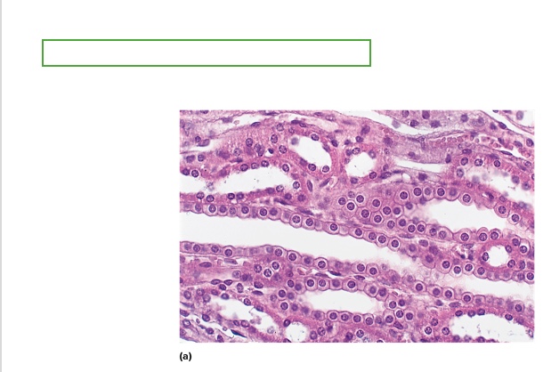 <p>what type is this</p>