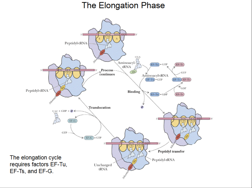 <ul><li><p>Methionine rRNA at P site, a new tRNA w/ amino acid wants to come in to A site.</p><ul><li><p>The tRNA needs help of activated transition factor EF-Tu, activated by GTP, to slide into A site. A spent GDP is left.</p></li><li><p>EF-Ts removes GDP from EF-Tu and replaces it with GTP to activate it again.</p></li></ul></li><li><p>Peptidyl transfer brings amino acid chain over to A site and elongates the chain.</p></li><li><p>Translocation moves ribosome 3 bases to right on mRNA. Needs an activated EF-G (activated by GTP, which is then spent into GDP) to occur.</p><ul><li><p>After which, A site is open ot bind another tRNA.</p></li></ul></li><li><p>RATE OF TRANSLATION:</p><ul><li><p>Prokaryotes: ~20 aa/sec</p></li><li><p>Eukaryotes: ~8 aa/sec</p><ul><li><p>Slow b/c complex process</p></li></ul></li></ul></li></ul><p></p><p></p>