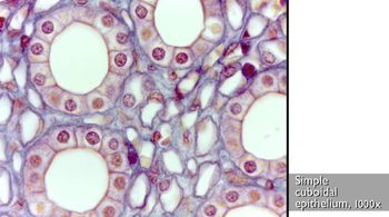 <p>simple epithelium</p>