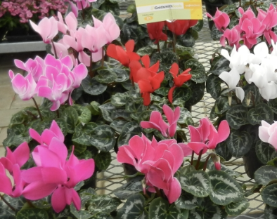 <p>Name This Flower</p>