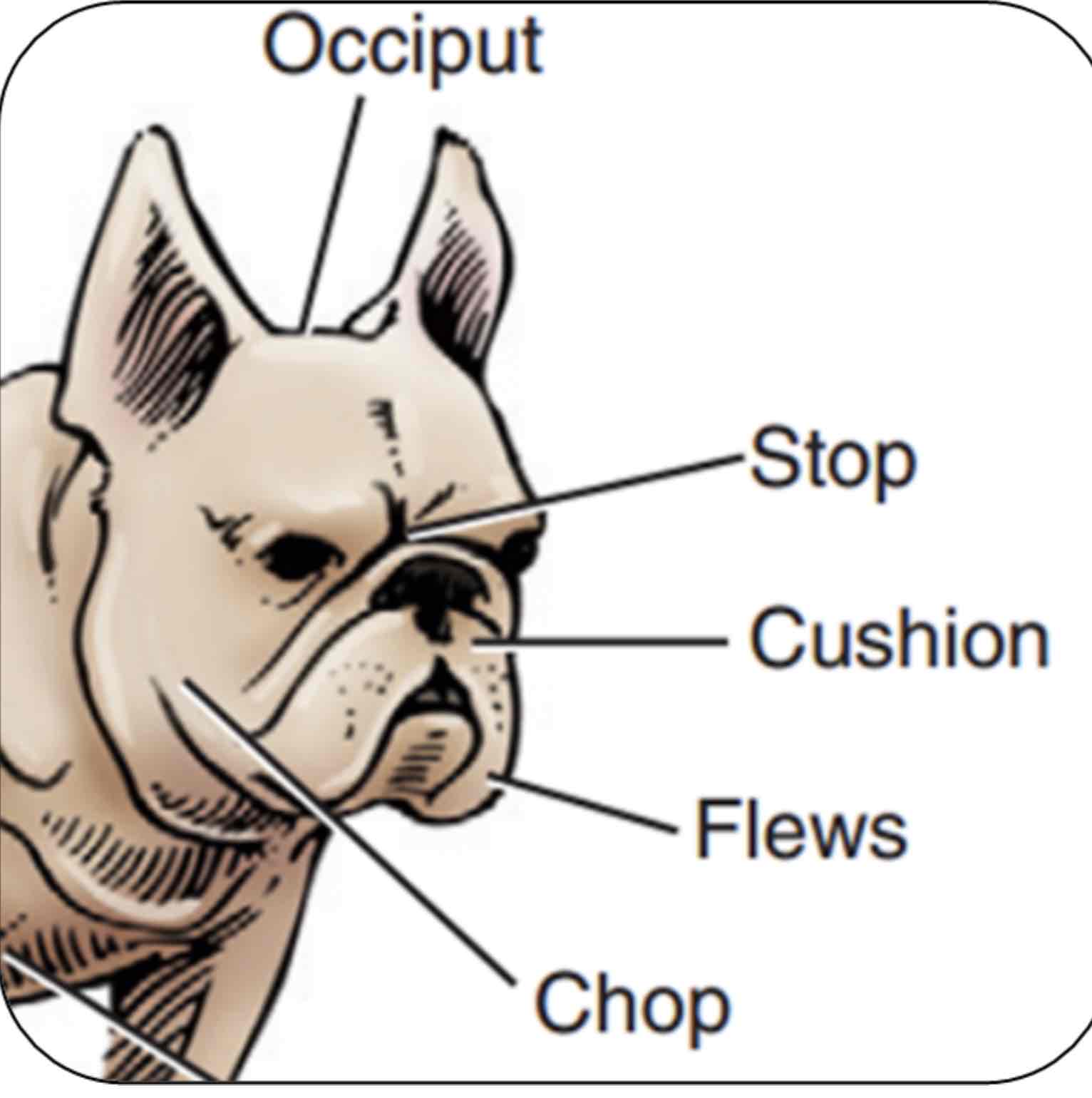 <p>Cushion</p>