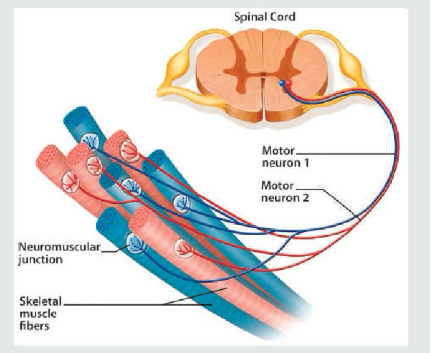 <p>Motor Unit (Lower Motor Neurons)</p>