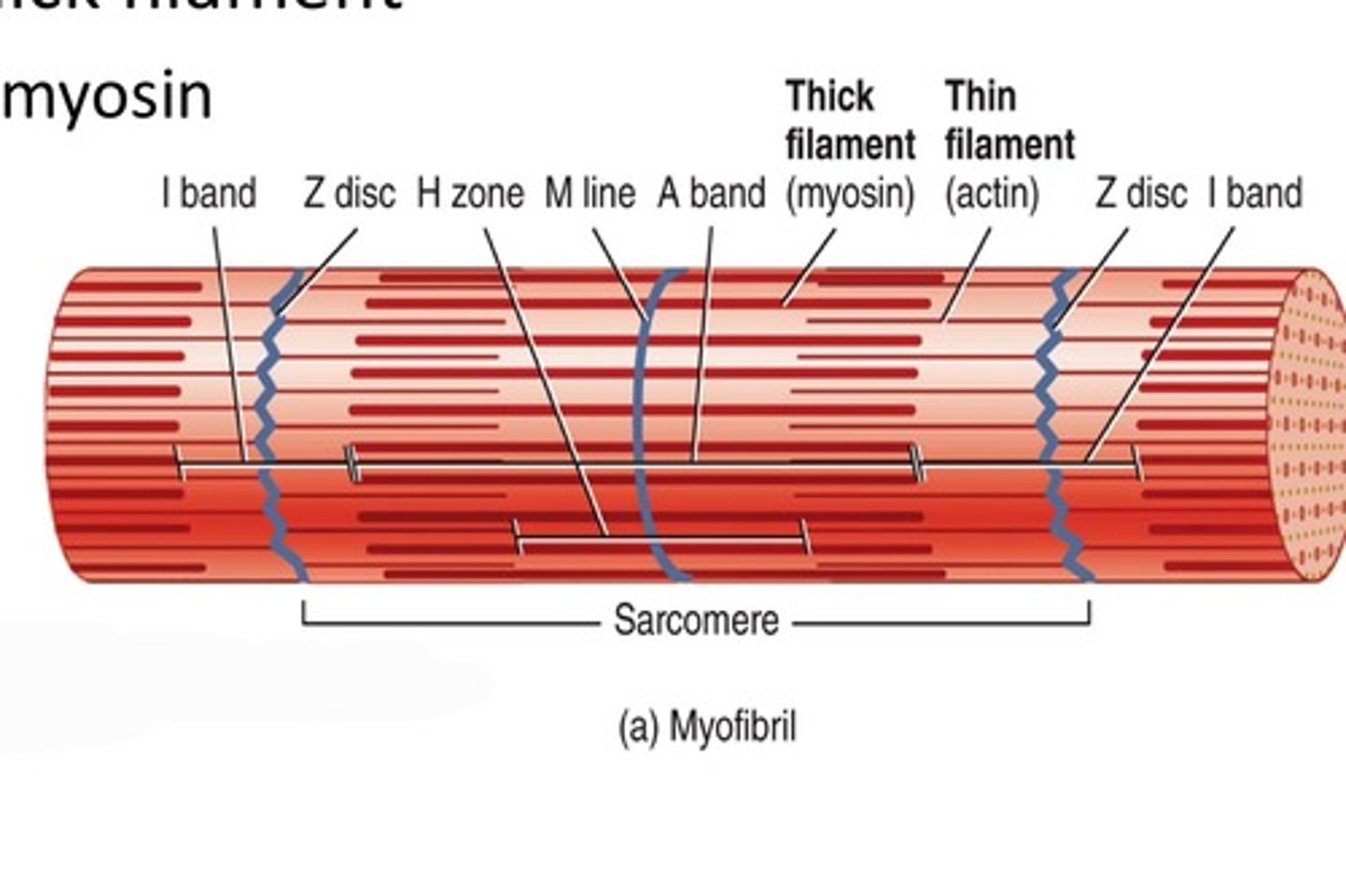 <p>The central line and anchor point for myosin filaments</p>