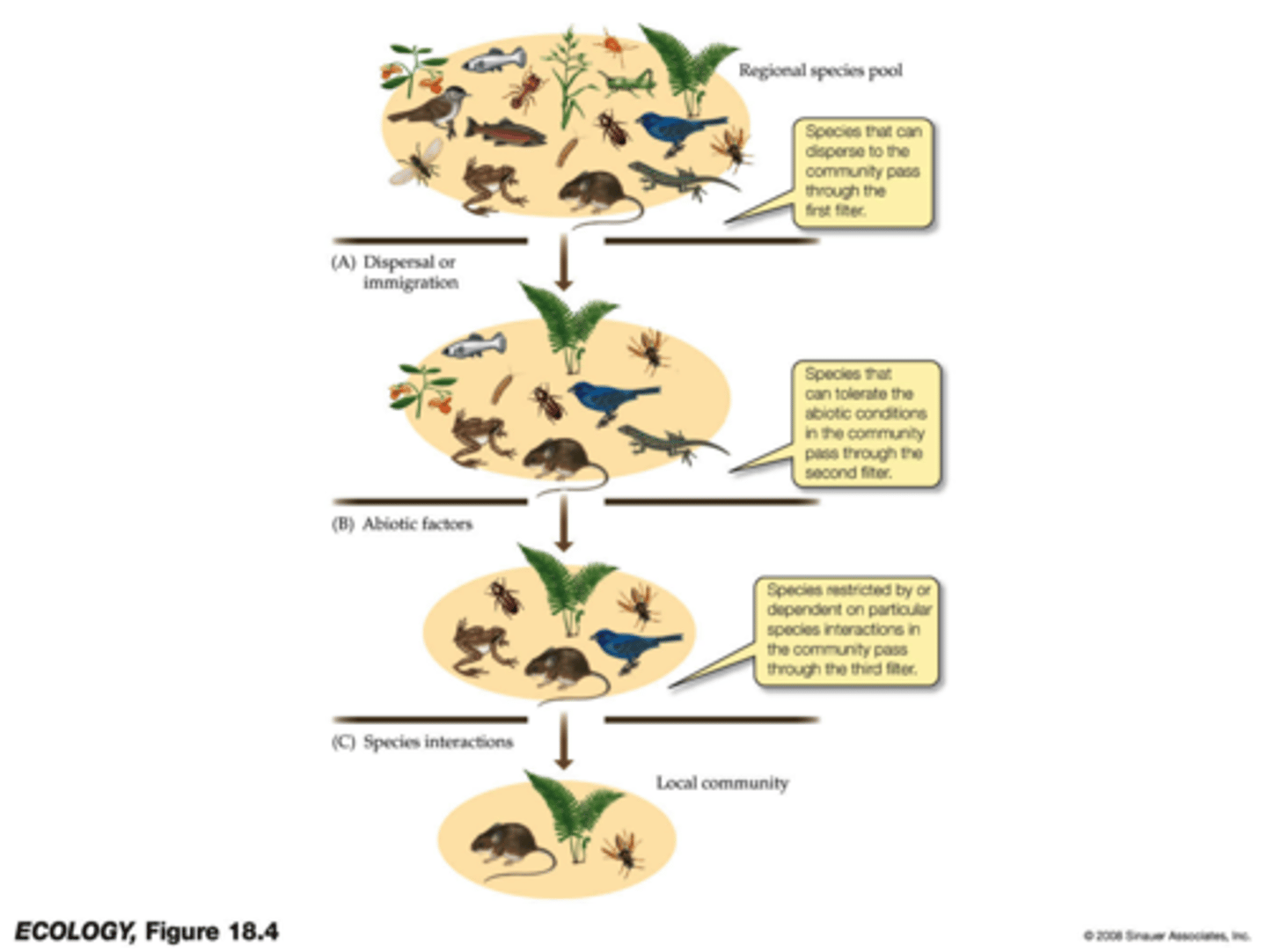 <p>dispersal and immigration (limits species supply), environmental conditions (abiotic factors), and species interactions (biotic factors)</p>