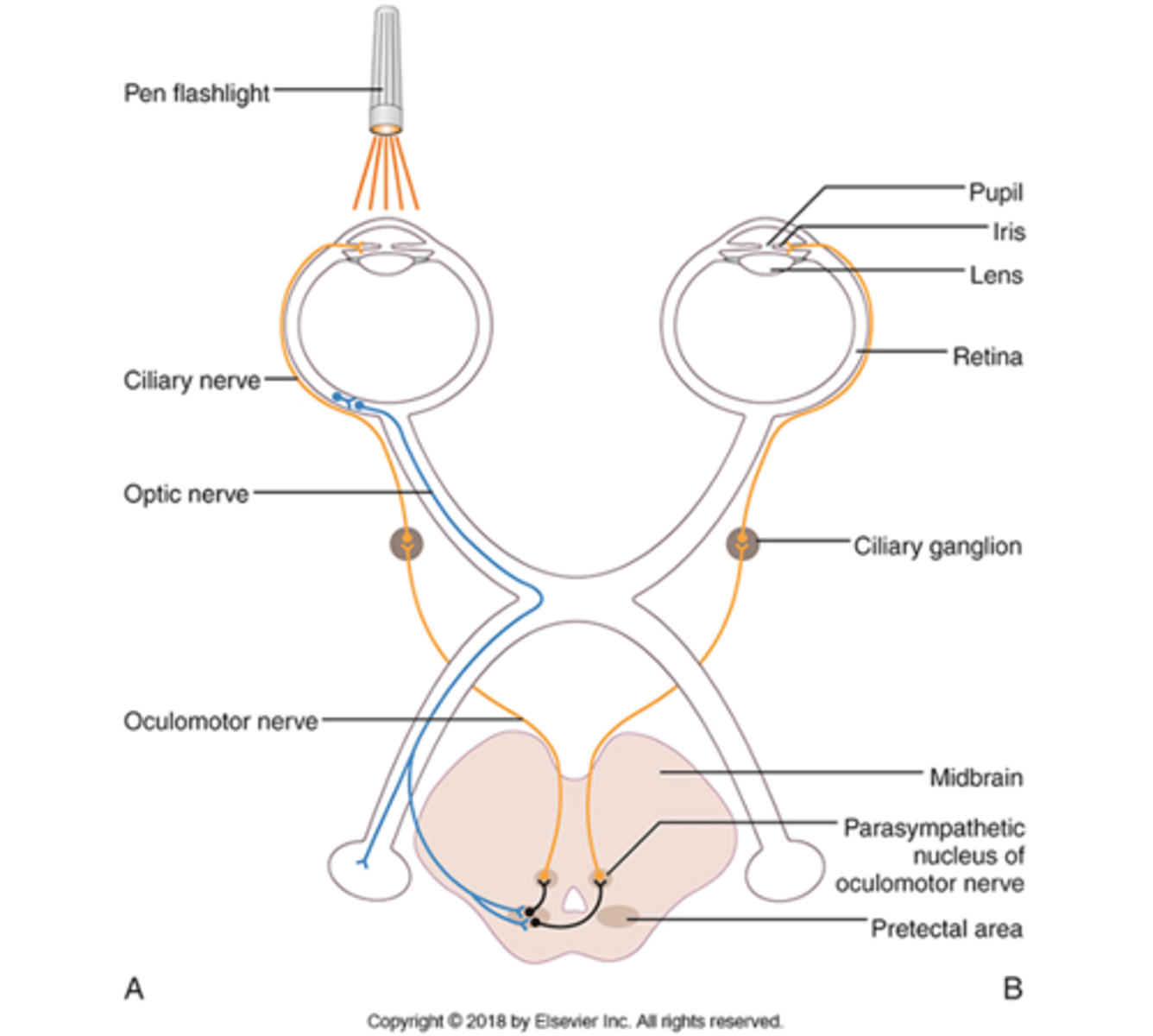 <p>Afferent: CN II (optic nerve)</p><p>Efferent: CN III (oculomotor nerve)</p>