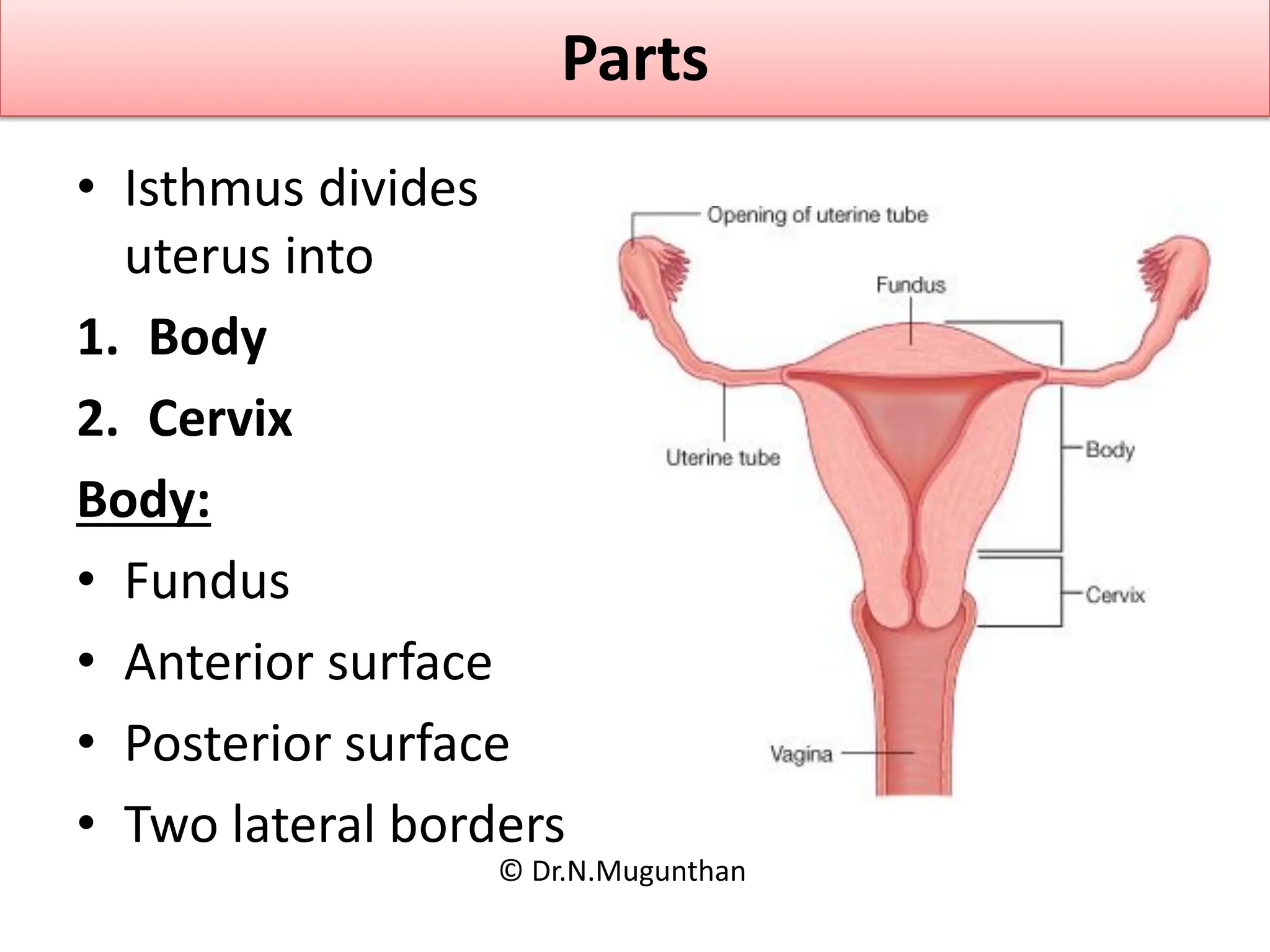 <p><span style="background-color: transparent; font-family: "Times New Roman", serif;"><em>Parts:</em></span></p><ul><li><p><span style="background-color: transparent; font-family: "Times New Roman", serif;">Corpus = upper 2/3 (includes Fundus + body)</span></p></li></ul><ul><li><p><span style="background-color: transparent; font-family: "Times New Roman", serif;">Cervix = lower cylindrical portion.</span></p></li></ul><p></p>