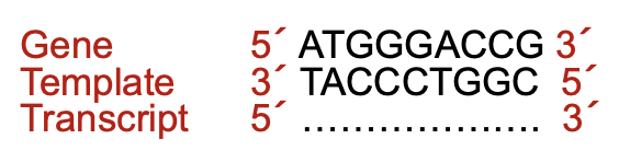 <p>Synthesised in a 5’ to 3’ direction, therefore creating an RNA equivalent of the gene DNA sequence. Transcript sequences are always written in a 5’ to 3’ direction, from left to right.&nbsp;</p>