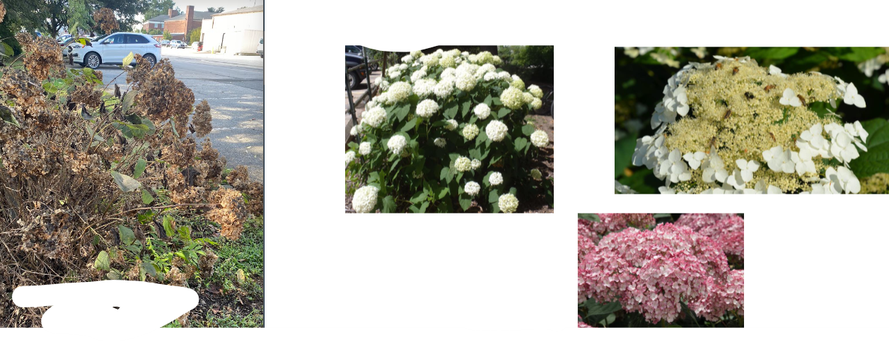 -leaves rough to the touch
-lower clumps more hemispherical