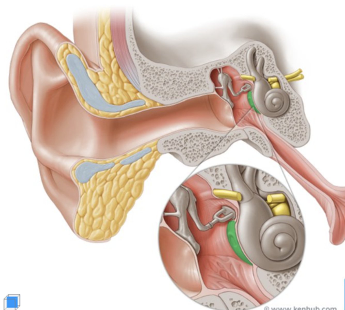 <p>bony projection on the inner wall of the middle ear cavity, formed by the first turn of the cochlea. between oval window & round window</p>