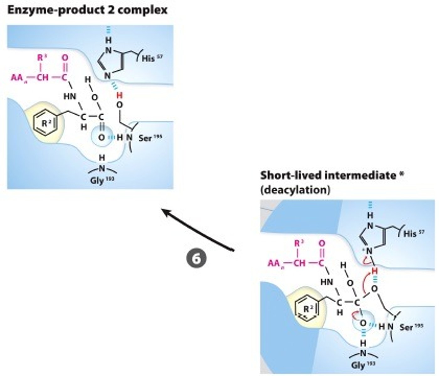 <p>BREAK-OFF FROM THE ENZYME: The intermediate collapses, releasinf the carboxyl terminal fragment andrestoring the free Ser, reasy for another catalytic round</p>