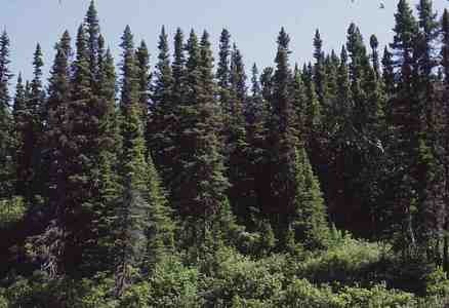 <p>trees that are evergreen and have needle shaped leaves</p>