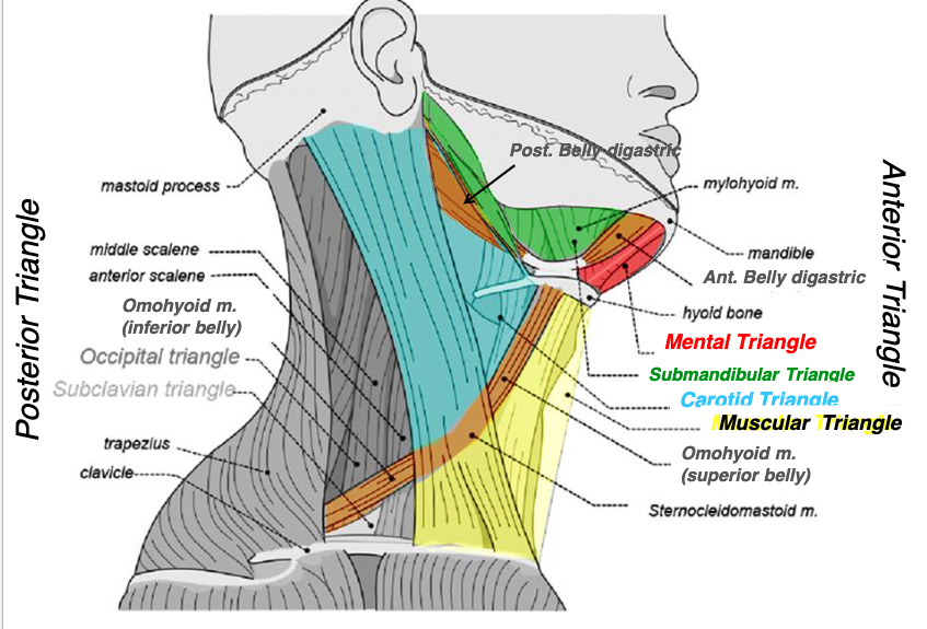 <p>carotid triangle</p>