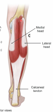 <p>gastrocnemius O I A </p>