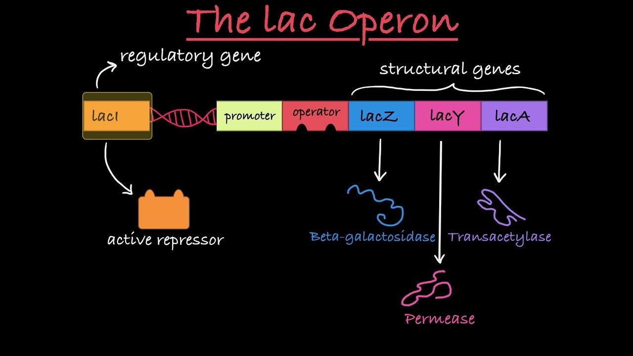 a diagram showcasing the structure of the lac operon