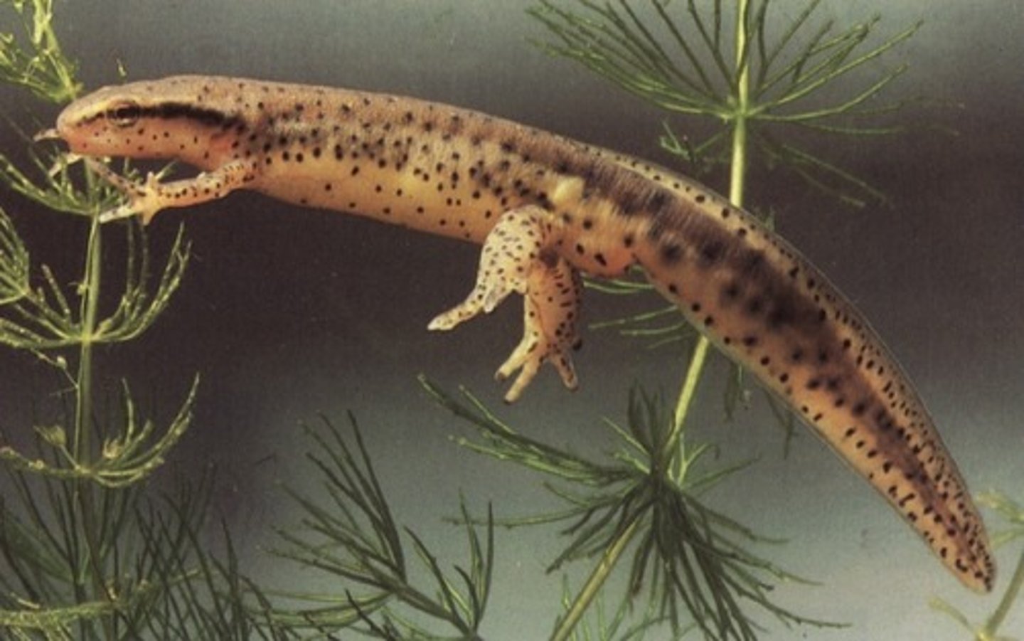 <p>Notophthalmus viridescens</p><p>Order: Caudata</p><p>Family: Salamandridae</p>