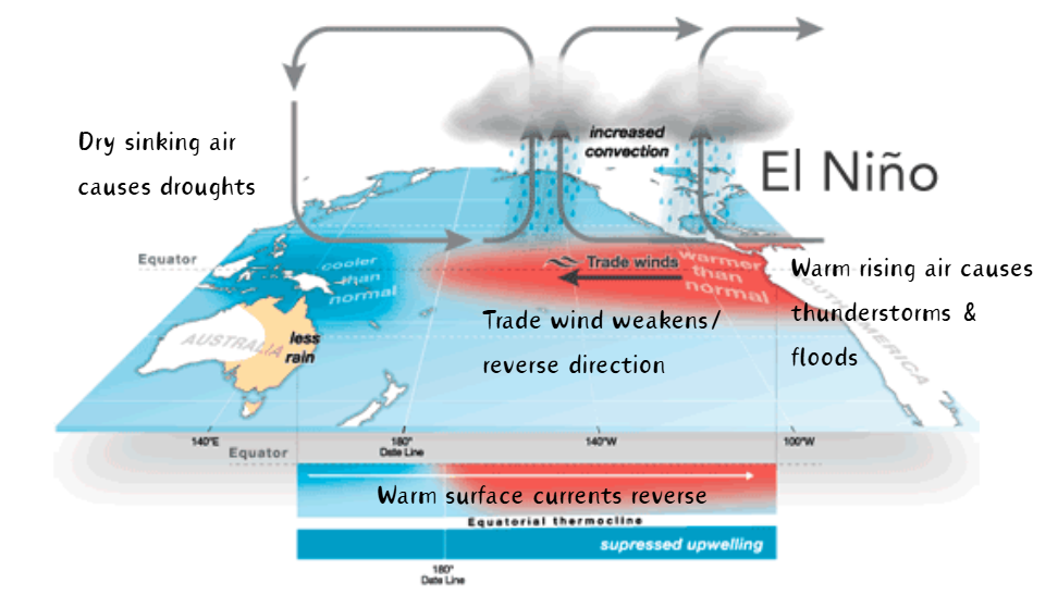 <ul><li><p class="ds-markdown-paragraph">Trade winds weaken or reverse → warm water shifts eastwards.</p></li><li><p class="ds-markdown-paragraph">↑ Sea temps in E. Pacific → <strong>droughts in Australia/SE Asia</strong> (↓ rainfall).</p></li><li><p class="ds-markdown-paragraph">↑ Flooding in Americas (e.g., Peru, California).</p><p></p></li></ul><p></p>