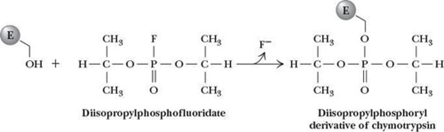 <p>Serine 195 is essential for chymotrypsin's catalytic activity and is located in the active site.</p>