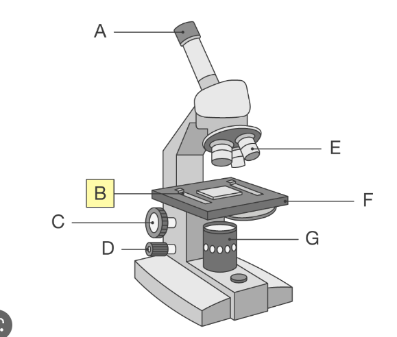<p>whats E on the light microscope</p>